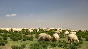Na fotografii to už tak nevypadá, ale při jízdě byly ovce na horizontu jako beránci na obloze :-)